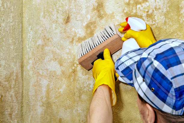 Mold Remediation for Vacation Homes in Varnville, SC